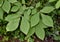 Leaves of shagbark hickory tree