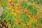 leaves of shrubs painted in different colors background horizontal