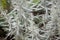 Leaves of a silver wormwood, Artemisia ludoviciana