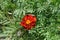 Leaves and single red and yellow flower of Tagetes patula in July