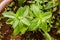 The Leaves of Small Black Mint Plant