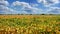 leaves and soy green and yellow soybean cultivated field with cloudly sky background