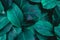 Leaves of Spathiphyllum cannifolium background