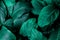 Leaves of Spathiphyllum cannifolium background