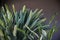 Leaves of a specimen of the bird of paradise plant or Strelitzia reginae