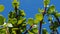 Leaves of the Spekboom portulacaria afria against the blue sky