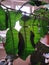 Leaves and spikes of pomelo tree planted in the flat.