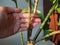 Leaves and spikes of pomelo tree planted in the flat.