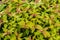 Leaves of spirea bush. Natural lush spirea greenery plants.