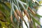 Leaves and sporangia of the staghorn fern Platycerium coronarium