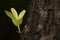 Leaves sprouting from the big trees. DOF shallow