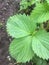 leaves of sprouting strawberries with raindrops.