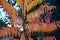 Leaves of staghorn sumac in autumnal colors