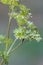 leaves and stem of parsley plants against background