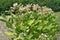 Leaves and stems of tobacco