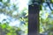 Leaves with stone pillar in backlight, nature