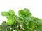 Leaves of strawberry trees on white background