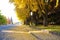 Leaves on Street by vacant building