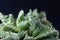 Leaves of the succulent plant Faucaria felina