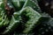 Leaves of the succulent plant Faucaria tuberculosa