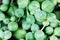 Leaves of the succulent plant Senecio rowleyanus