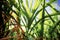 Leaves of sugarcane with sunlight