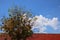 Leaves in the summer, roofs, buildings, beautiful sky background