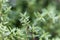 Leaves of swamp stonecrop plants, Crassula helmsii