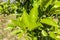 Leaves of sweet orange plant, known as Citrus sinensis (L.) Osbeck, belongs to Rutaceae