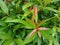 leaves of Syzygium oleina (Pucuk Merah).