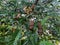 Leaves of a Tamarind tree