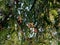 Leaves of a Tamarind tree