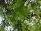 The leaves of a tamarind tree. Beautiful green..