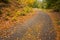 Leaves on tarmac curved country road along trees