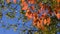 Leaves of Tatar Maple or Acer tataricum in autumn against sunlight with bokeh background, selective focus, shallow DOF