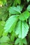 leaves of tendril climbing plant against a brick fence