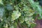 Leaves of tomatoes with yellow and dark spots,damaged by the disease.Kladosporioz.Close up.Selective focus.Ð¡oncept of treatment