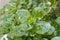 Leaves of tree bedstraw close up view with sunlight coprosma repens