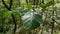 Leaves of a tree branch among the vegetation of the forest. Unedited photograph