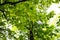 Leaves of a tree carpinus betulus in the bright sun