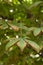 The leaves of a tree changing color in autumn. Pretty colourful orange to green leaves. Vertical image