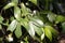 Leaves of the tree species Vatica pauciflora
