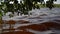 The leaves of the tree touch the water. Reflection of a branch full of leaves that touches the water on the surface of a