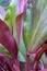 Leaves a tropical species of the canna plant - vertical
