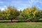 Leaves turning to autumn colours in the plum tree orchards