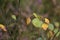 Leaves and twigs of the downy birch (Betula pubescens)