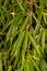 Leaves of Umbrella Bamboo