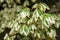 Leaves of Variegated Hedge Maple