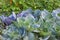 Leaves of various cabbage Brassicas plants in homemade garden plot. Vegetable patch.