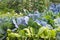 Leaves of various cabbage Brassicas plants in homemade garden plot. Vegetable patch with chard mangold, brassica, kohlrabi.